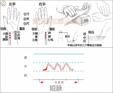 《中醫(yī)高清脈學(xué)和經(jīng)絡(luò)圖》插圖